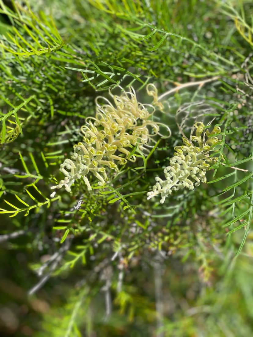 Close-up of native Australian flora